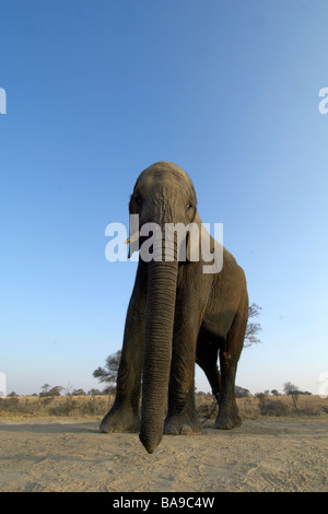 Elefante africano Loxodonta africana più grande mammifero terrestre africana di mammifero vicinanza molto stretta intelligente giganti delicatamente Foto Stock