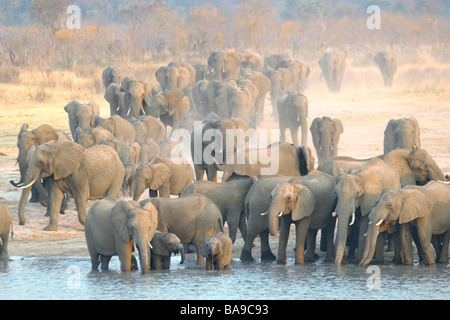 Elefante africano Loxodonta africana Parco Nazionale di Hwange Zimbabwe grandi allevamenti di famiglia di bere il comportamento di animali in acqua di Hwange Foto Stock