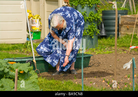 Donna anziana persona giardinaggio la semina di semi sul suo riparto assegnazioni Foto Stock