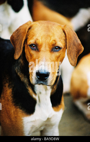Una vecchia volpe inglese hound Foto Stock
