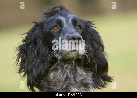 Un bianco e nero cocker spaniel cane da lavoro o cane Foto Stock