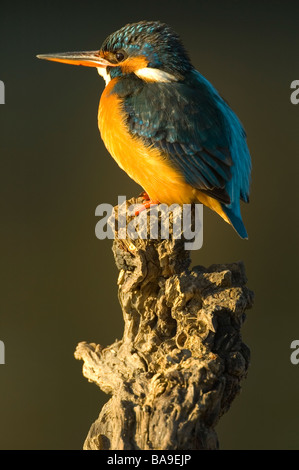 Il Martin pescatore femmina (Alcedo atthis) Foto Stock