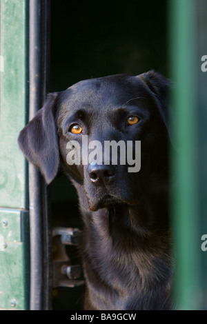 Un nero labrador retriever cane da lavoro o cane nel retro di un land rover veicolo Foto Stock