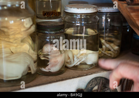 Kangaroo campione in un vaso bottiglia House Lightning Ridge Nuovo Galles del Sud Australia Foto Stock