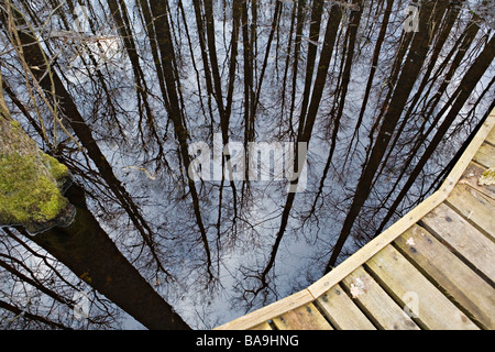 Ontano nero tronchi d albero riflessa nel fiume Versupite floodplain forest in Kemeru Parco Nazionale della Lettonia Foto Stock