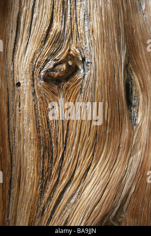 Dettaglio di un bristlecone pine tree sul picco di Wheeler nel Parco nazionale Great Basin Nevada USA Foto Stock