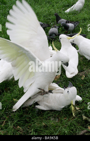 Zolfo-crested Cacatua combattimenti a Sydney Giardino Botanico Foto Stock