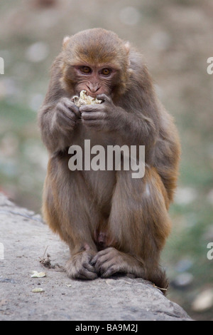 Scimmia macaco mangiare nei pressi di Pashupatinath tempio indù.Valle di Kathmandu in Nepal montante verticale 90441 Nepal Foto Stock