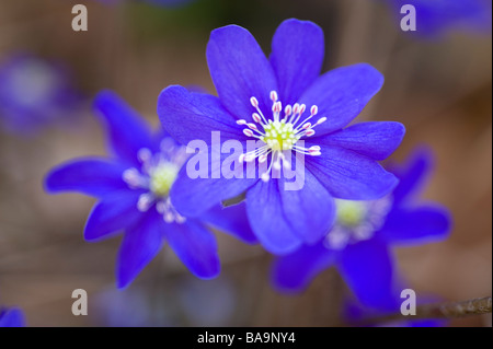 Liverleaf, Hepatica nobilis, Svezia Foto Stock