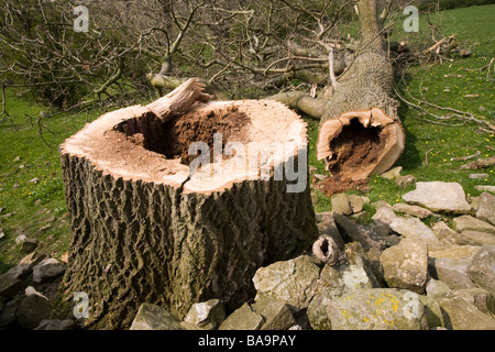 Albero abbattuto nella campagna inglese Foto Stock