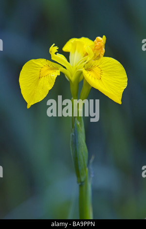 Bandiera gialla Iris Iris pseudacorus fotografato alla Messingham cava di sabbia natura prenotare in anticipo su un giugno mattina Foto Stock