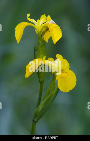 Bandiera gialla Iris Iris pseudacorus fotografato alla Messingham cava di sabbia natura prenotare in anticipo su un giugno mattina Foto Stock