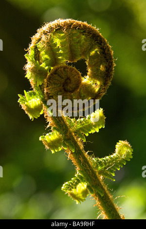 Spiegatura Bracken (Pteridium aquilinum) foglia di felce frond Foto Stock
