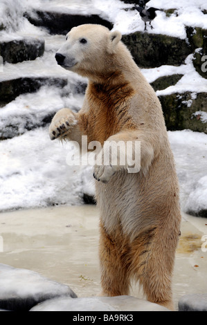 Orso polare Knut in Zoo di Berlino Foto Stock