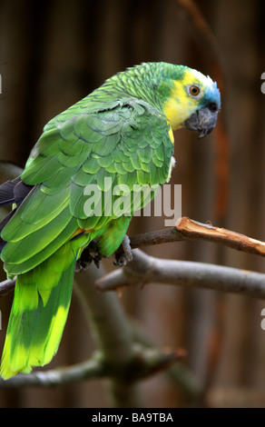 Blu-fronteggiata Amazon Parrot, Amazon aestiva, pappagalli. Foto Stock