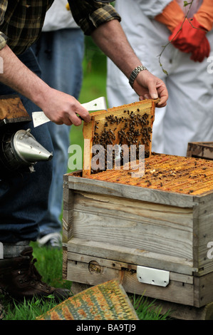 Apicoltore rimuove bee telaio coperto da camera di covata in alveare nazionale per la ricerca di cella queen Foto Stock