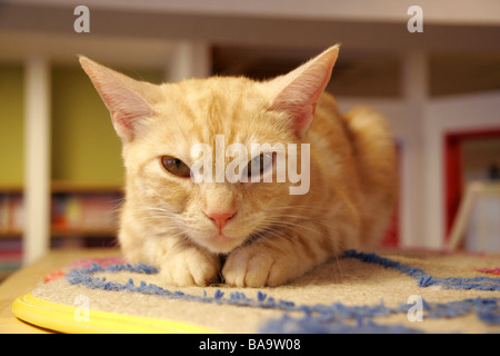 Cat guardando direttamente la fotocamera in Cat Cafe, Tokyo, Giappone Foto Stock