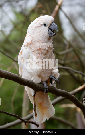 Cacatua delle Molucche, Cacatua moluccensis, aka il salmone-crested Cockatoo, Cacatuidae. Foto Stock