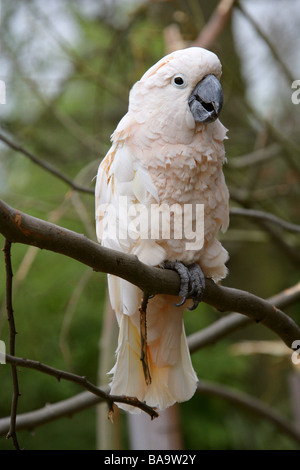 Cacatua delle Molucche, Cacatua moluccensis, aka il salmone-crested Cockatoo, Cacatuidae. Foto Stock