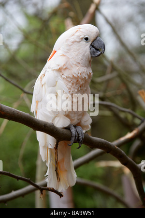 Cacatua delle Molucche, Cacatua moluccensis, aka il salmone-crested Cockatoo, Cacatuidae. Foto Stock