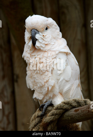 Cacatua delle Molucche, Cacatua moluccensis, aka il salmone-crested Cockatoo, Cacatuidae. Foto Stock