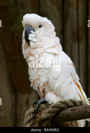 Cacatua delle Molucche, Cacatua moluccensis, aka il salmone-crested Cockatoo, Cacatuidae. Foto Stock