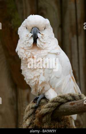 Cacatua delle Molucche, Cacatua moluccensis, aka il salmone-crested Cockatoo, Cacatuidae. Foto Stock