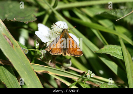 Piccola Skipper Thymelicus sylvestris su rovo che mostra il dettaglio di forewings Foto Stock