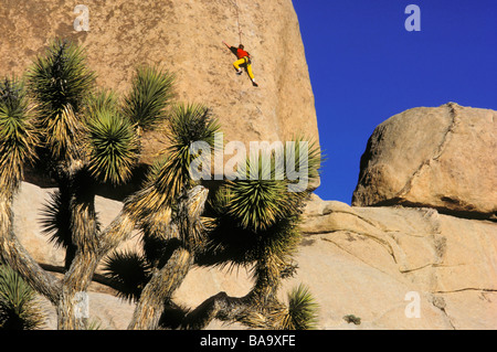 Joshua Tree e rocciatore sul boulder in Echo Cove Joshua Tree National Park California Foto Stock