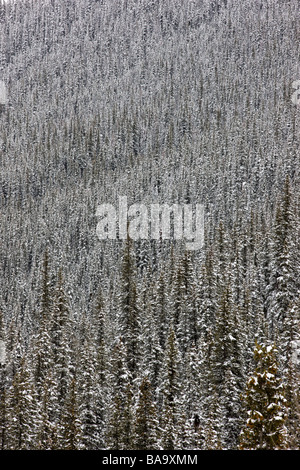 Vista invernale della coperta di neve alberi sempreverdi vicino autostrada 110 a nord di Silverton Uncompahgre National Forest Colorado USA Foto Stock