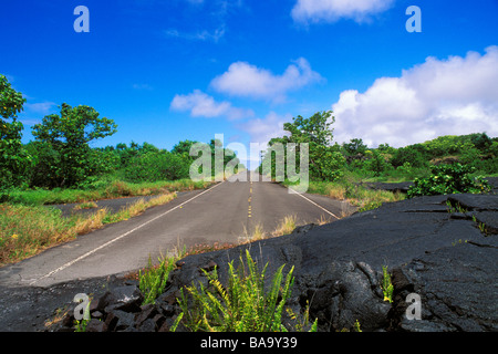 Felci emergente dal flusso di lava che copre i resti dell'autostrada 130 in Kalapana Puna distretto la grande isola di Hawaii Foto Stock