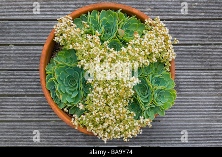 Casa porri e crassula i marginalia minuta Albamarginata succulente disposti in pattern in vaso in terracotta Foto Stock