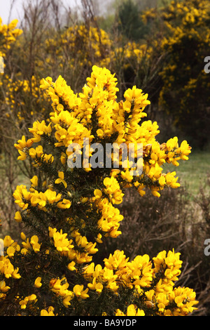Gorse Ulex Europaeus in pieno fiore di nottinghamshire brughiera Foto Stock