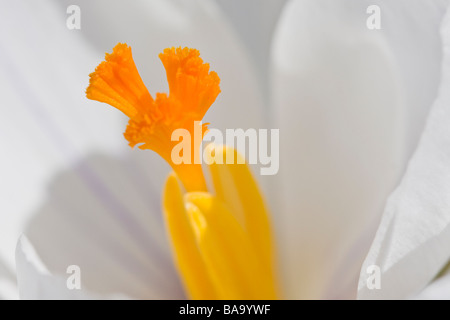 Immagine macro di un Crocus bianco fiore Foto Stock