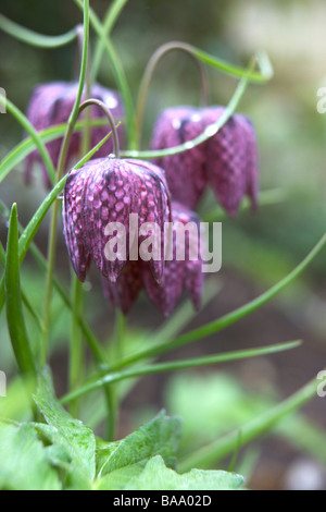 Gruppo di Snakeshead Fritillaries Foto Stock