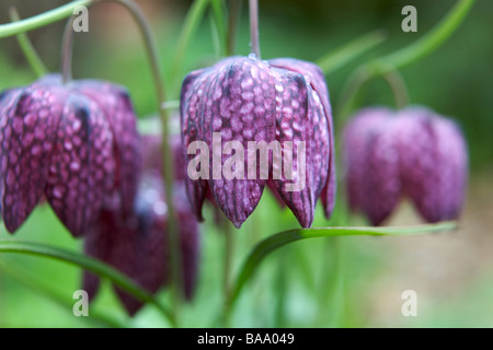 Gruppo di Snakeshead Fritillaries Foto Stock