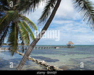 Le palme lungo la riva su un pomeriggio da sogno con bellissimi cieli e acque tranquille su Ambergris Caye nel Belize. Foto Stock