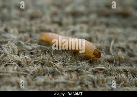 Larva di falena Codlin catturata sull'assia che è stata avvolta intorno a un tronco di melo, una tecnica utilizzata per intrappolare ed eliminare nella fase larvale. Foto Stock