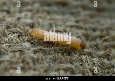 Larva di falena Codlin catturata sull'assia che è stata avvolta intorno a un tronco di melo, una tecnica utilizzata per intrappolare ed eliminare nella fase larvale. Foto Stock