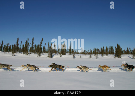 Un team di cani sleg tirare una slitta trainata da cani nei pressi della vecchia Crow, Yukon Territory, Canada. Foto Stock