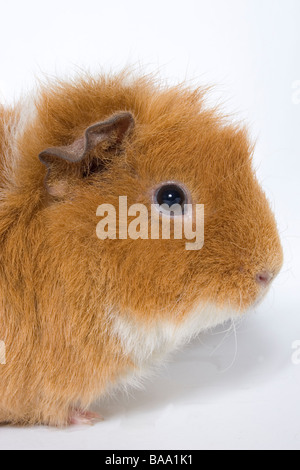 Ritratto di adulto di zenzero bianco e incroci cavia Foto Stock