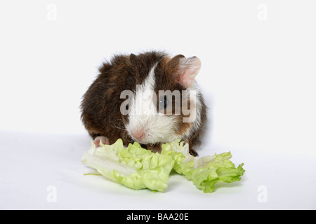 Una settimana di età baby cavia di mangiare le foglie di lattuga Foto Stock