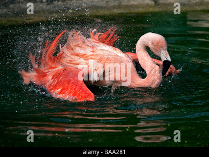 Flamingo cileni (Phoenicopterus chilensis) spruzzi in piscina Foto Stock