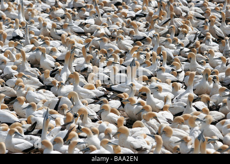 Un capo Gannett (Morus capensis, originariamente Sula capensis) Colonia a Lambertsbay nel Sud Africa Western Cape Foto Stock