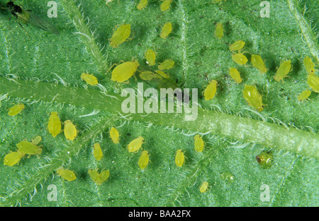 Nasturtium afide Aphis nasturtii alate altre fasi sulla lamina Foto Stock