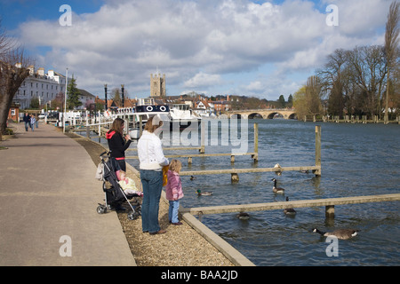 Alimentazione di anatre e di oche sul Fiume Tamigi in primavera a Henley-on-Thames Oxfordshire England Regno Unito Regno Unito GB Gran Bretagna Br Foto Stock
