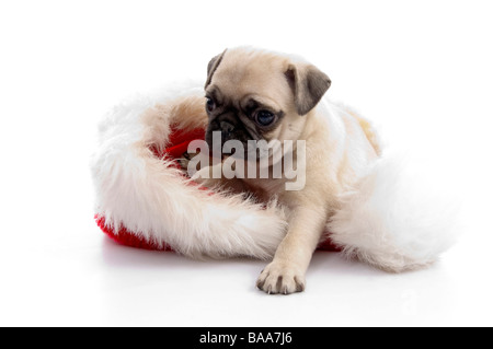 Cucciolo di seduta sul cappello di Natale Foto Stock