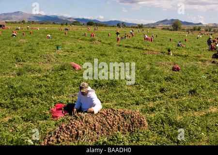 La raccolta di bulbi di cipolla nel nord di Luzon, Filippine Foto Stock