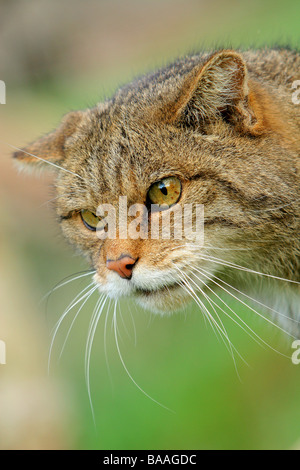 Un gatto selvatico felix silvestris Foto Stock