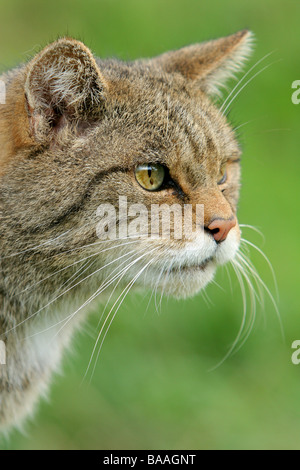 Un gatto selvatico Felis silvestris Foto Stock